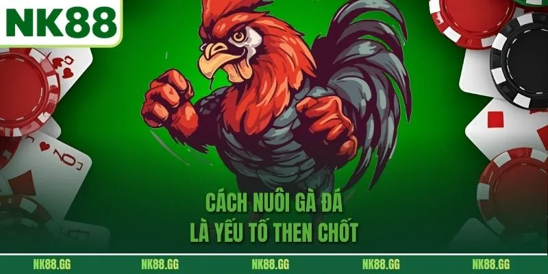 Cách Nuôi Gà Đá là yếu tố then chốt 