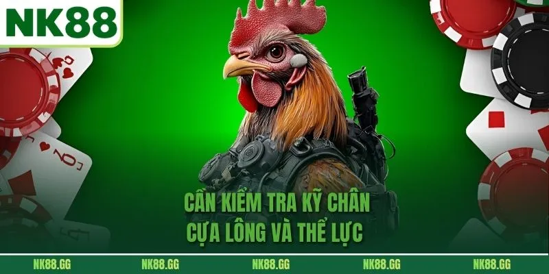 Cần kiểm tra kỹ chân, cựa, lông và thể lực 